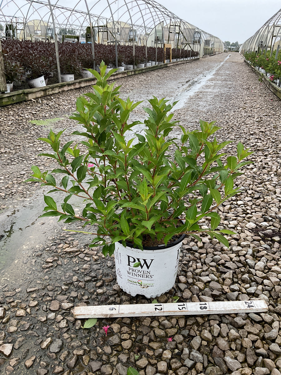 Weigela sonic 'Bloom Pink'