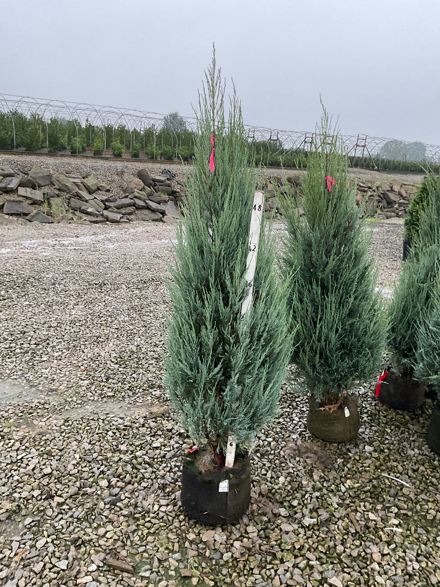 Juniperus scopulorum 'Skyrocket'