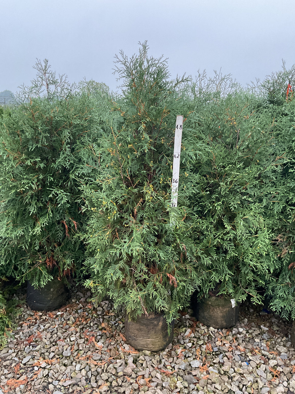 Thuja occidentalis 'Techny Mission'