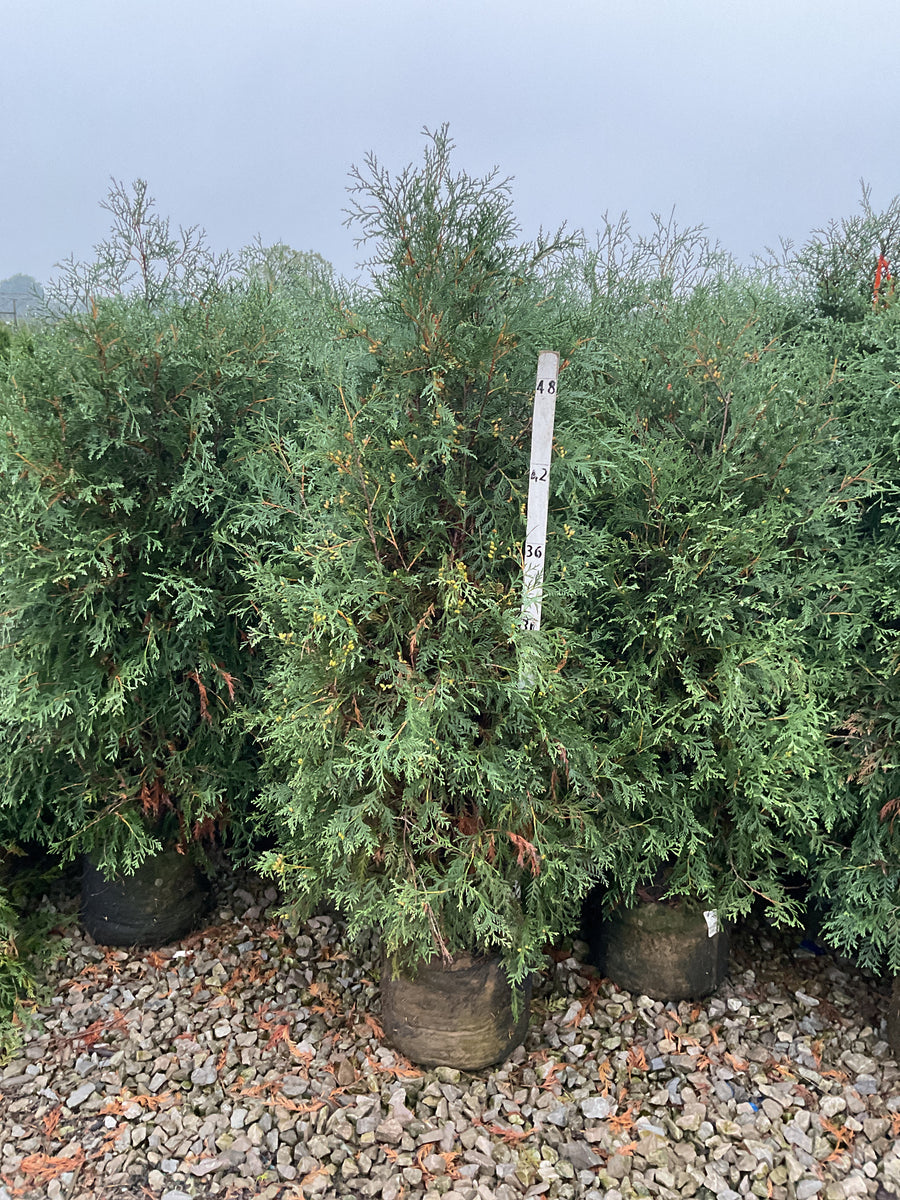 Thuja occidentalis 'Techny Mission'