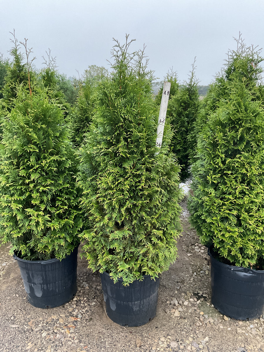 Thuja plicata 'Northern Spire'