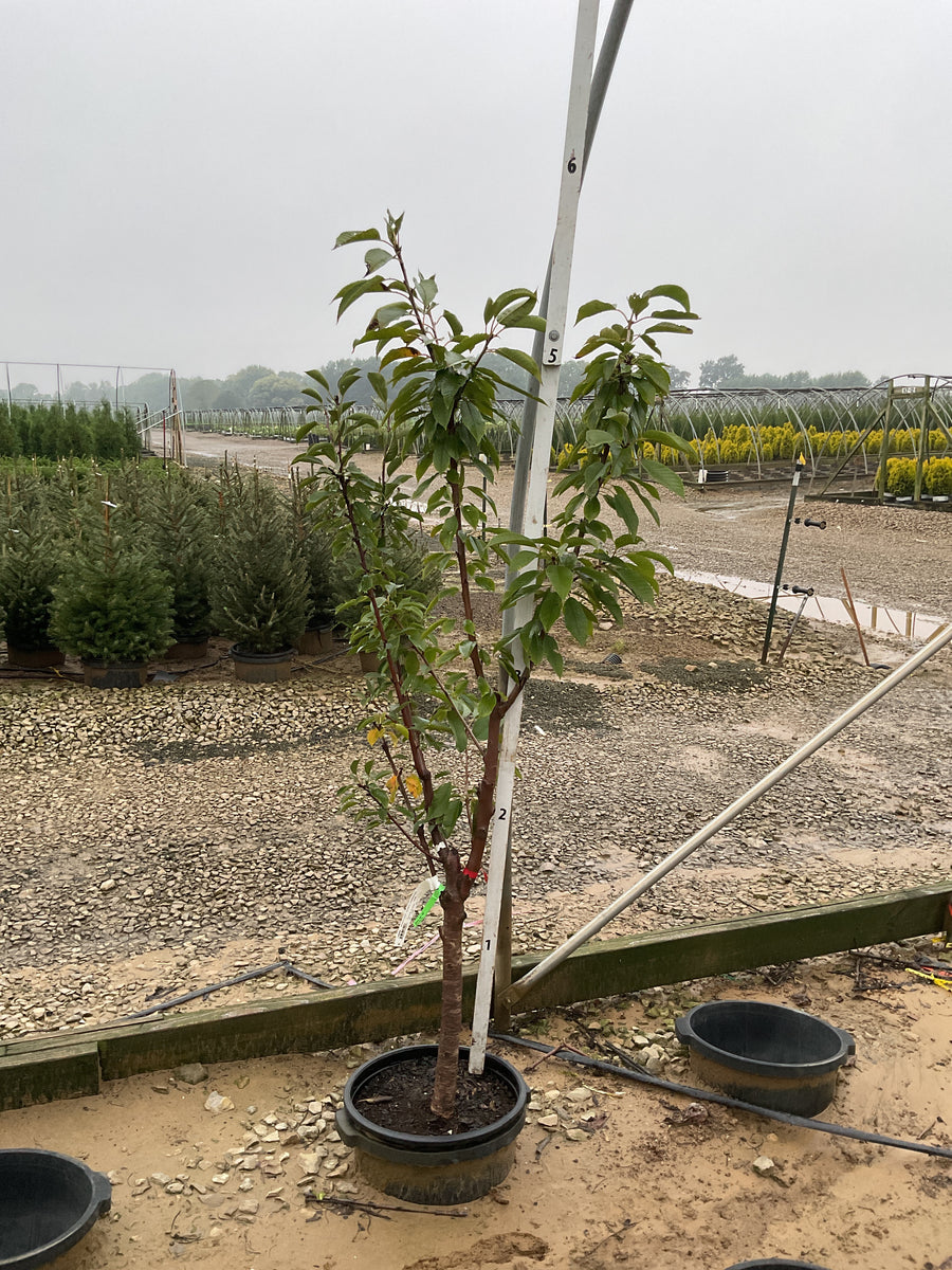 Prunus Fruit avium ‘3-in-1’ Cherry â€” G7 60