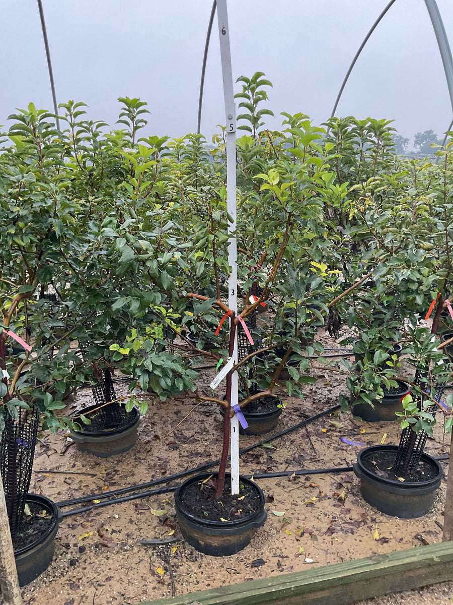 Malus FRUIT - DOMESTICA 3 Tier Espalier â€” G7 48