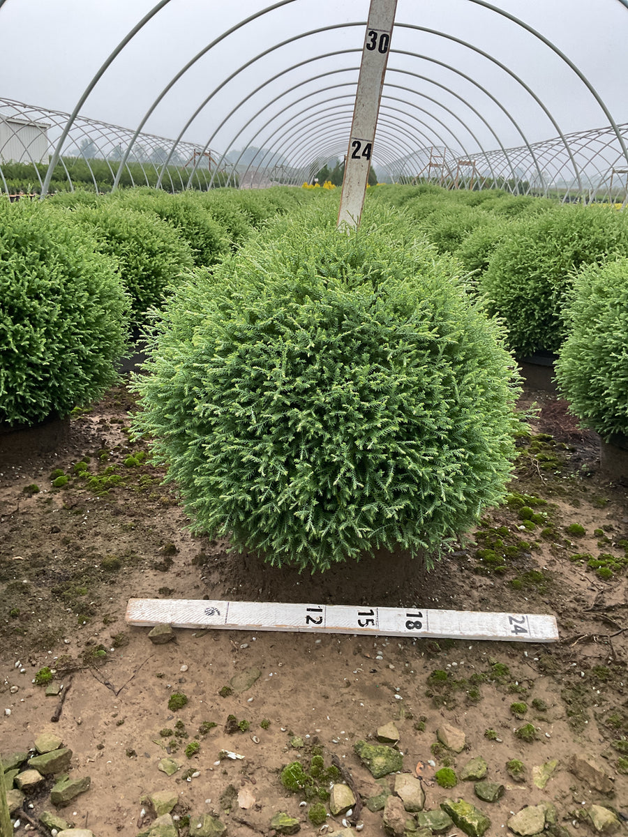 Thuja occidentalis 'Bobazam'