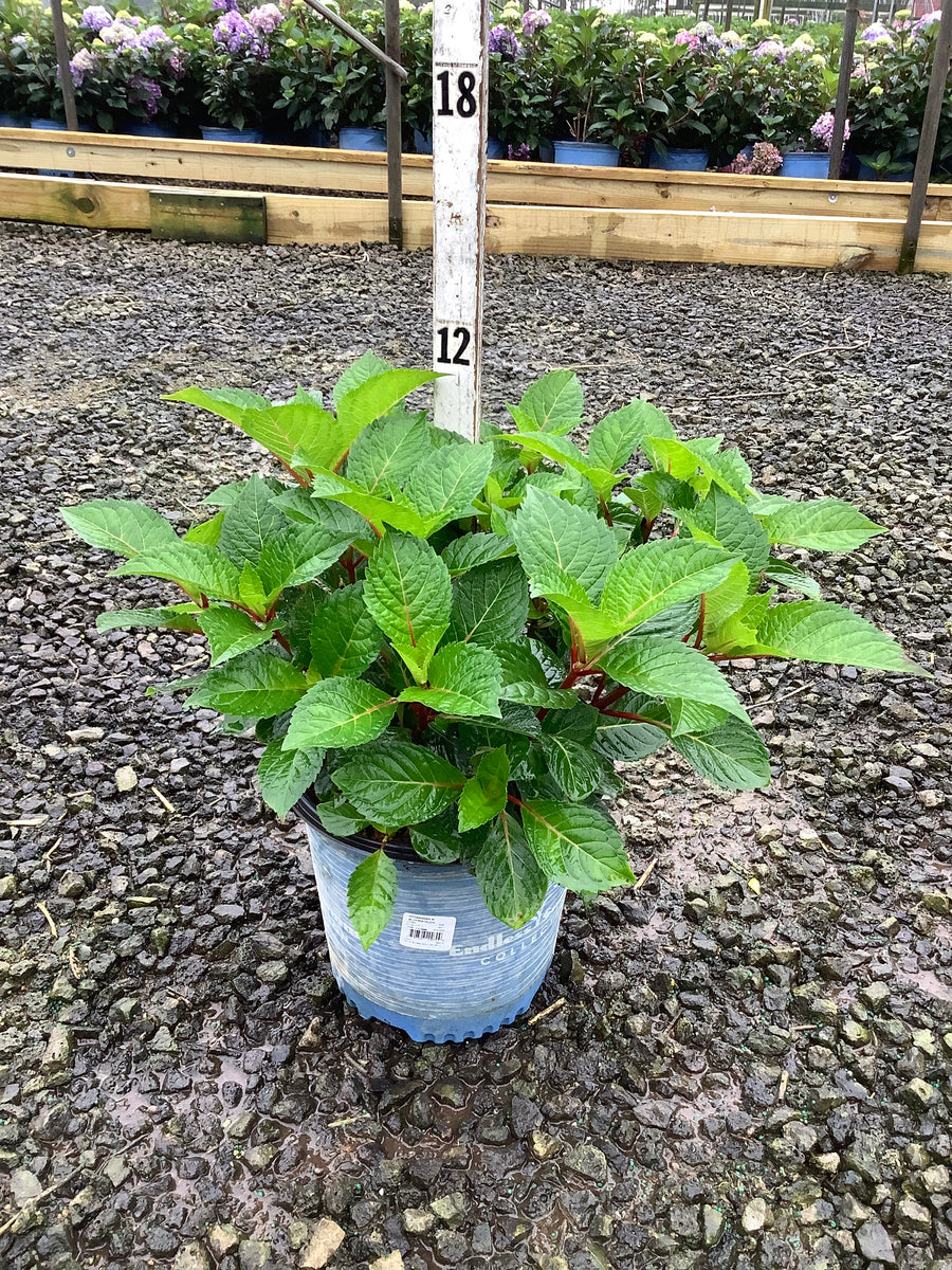 Hydrangea macrophylla 'Bloomstruck'