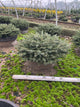 Picea abies 'Nidiformis'