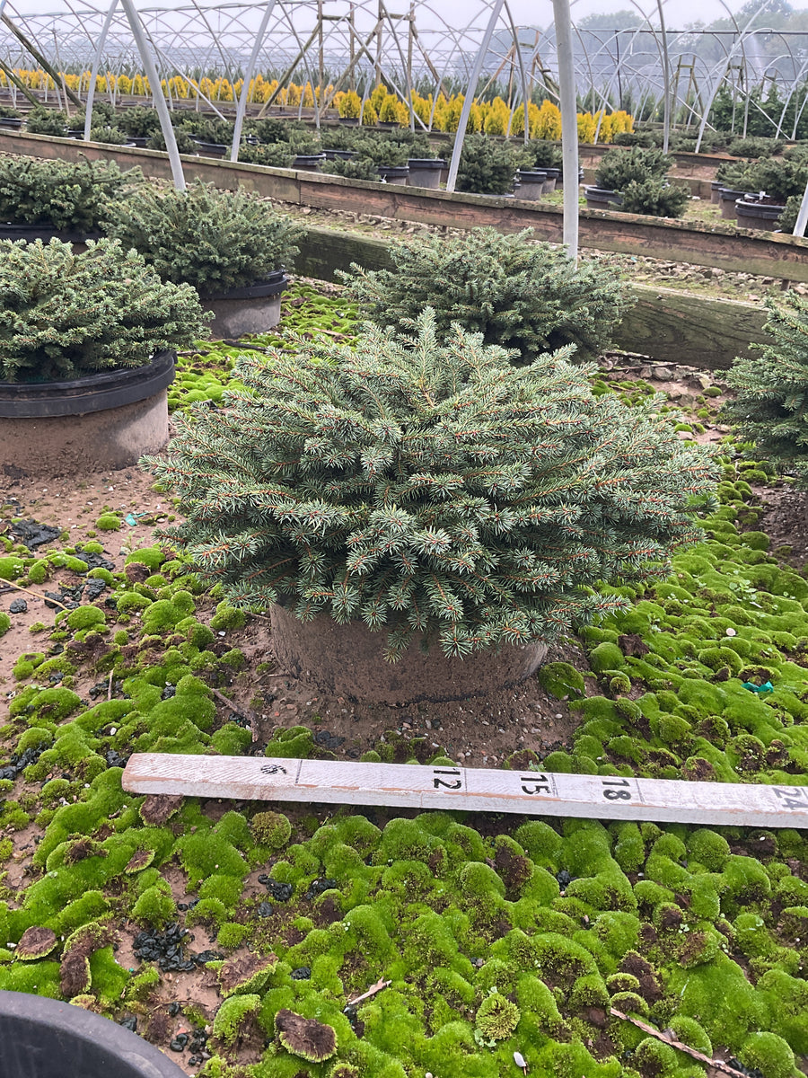 Picea abies 'Nidiformis'