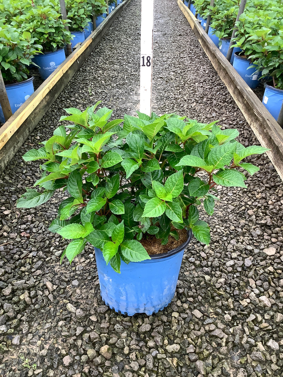 Hydrangea macrophylla 'Bloomstruck'