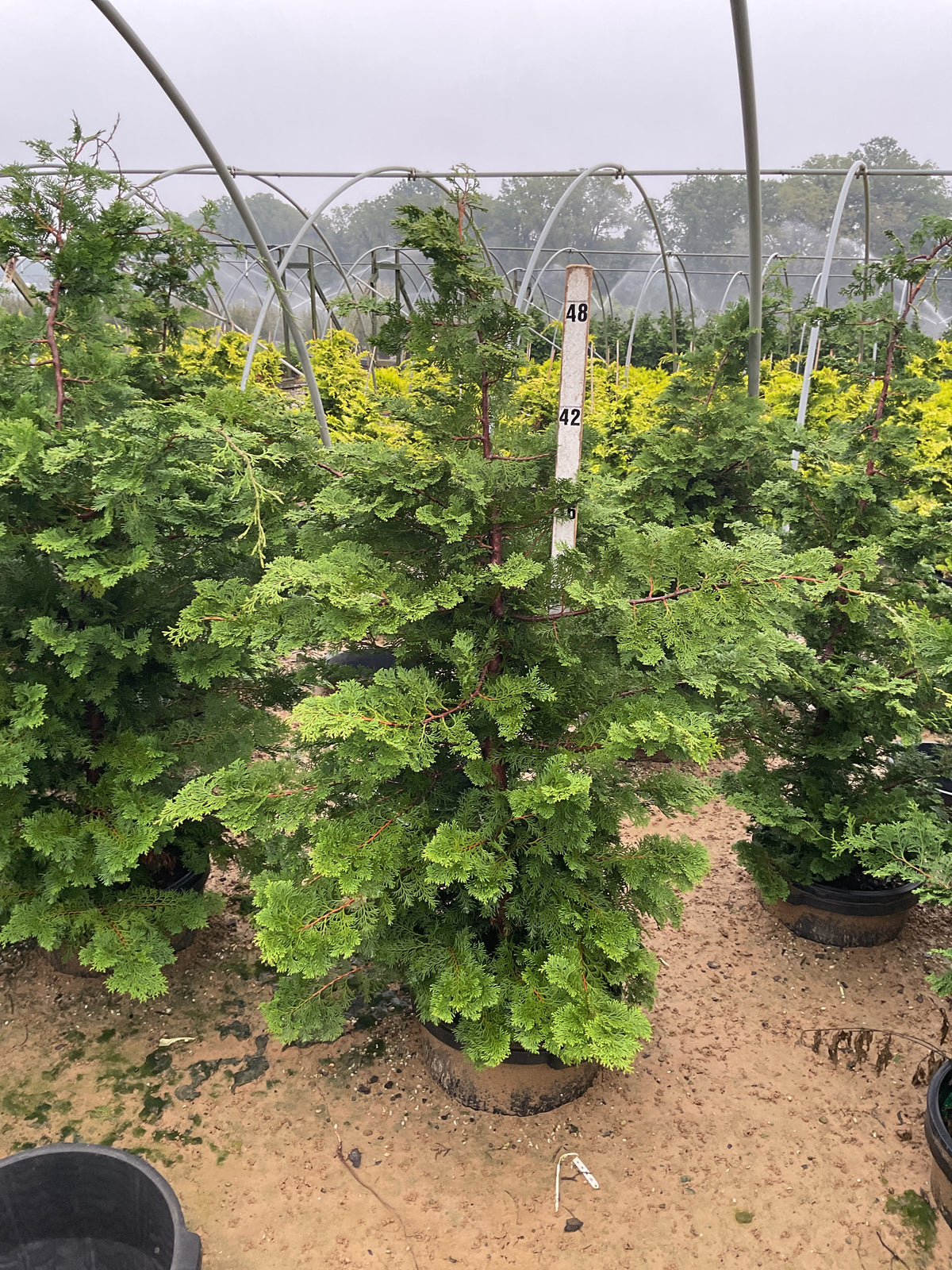 Chamaecyparis obtusa 'Compacta'