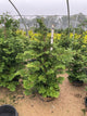 Chamaecyparis obtusa 'Compacta'