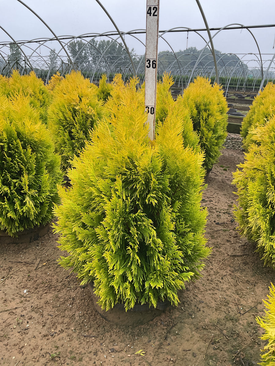 Thuja plicata '4Ever Goldy'