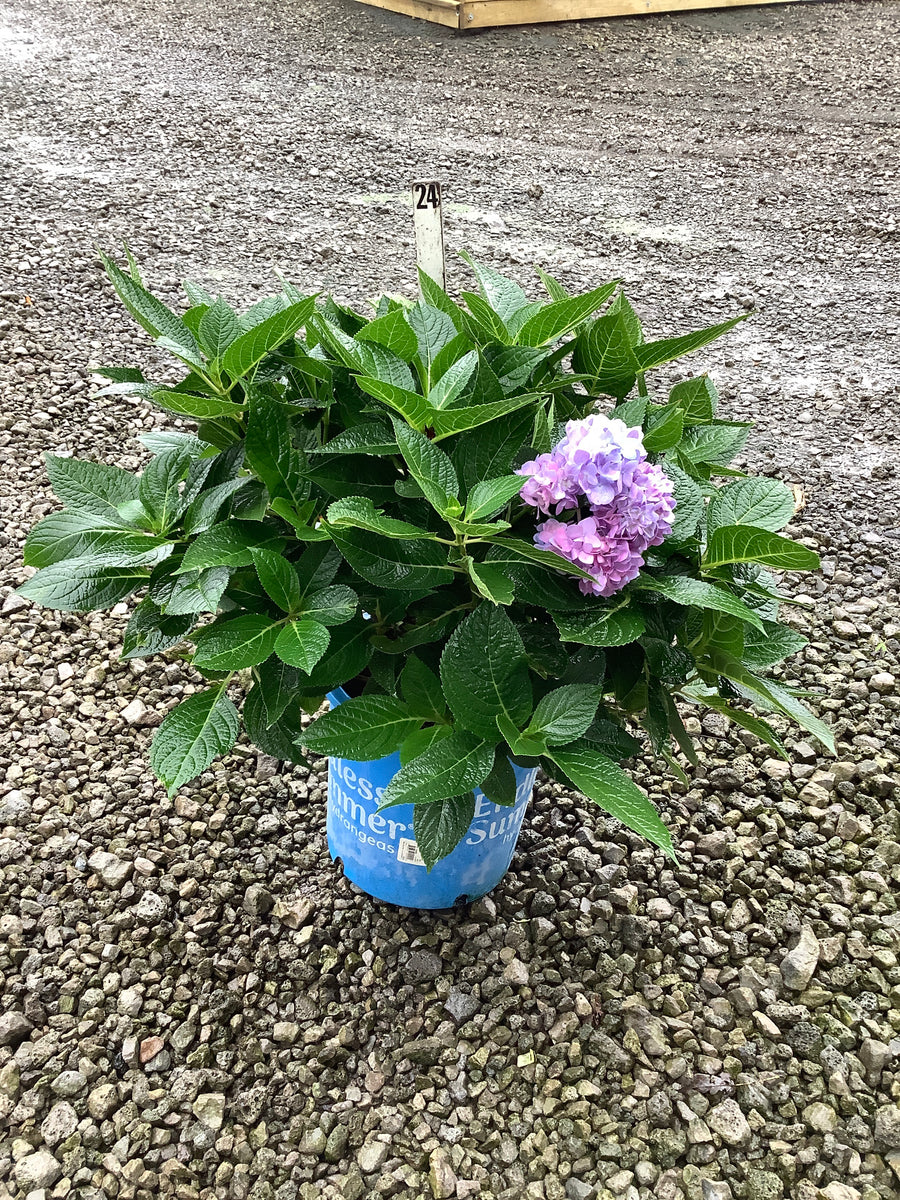 Hydrangea macrophylla 'Bailmer'