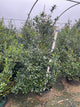 Ilex x meserveae 'Golden Girl'