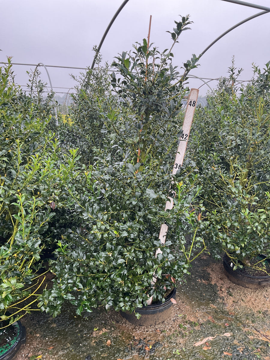Ilex x meserveae 'Golden Girl'