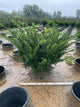 Taxus x media 'Densiformis'