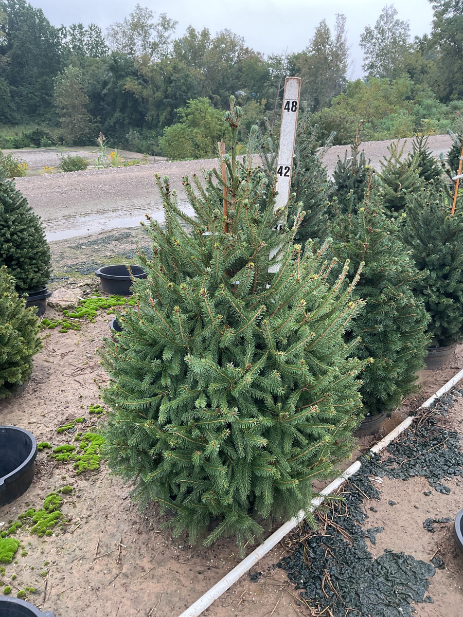 Picea glauca