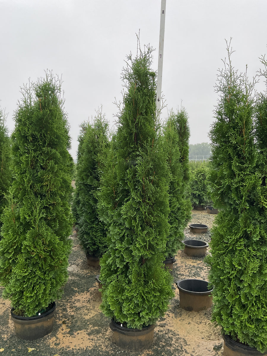 Thuja occidentalis 'Thin Man'