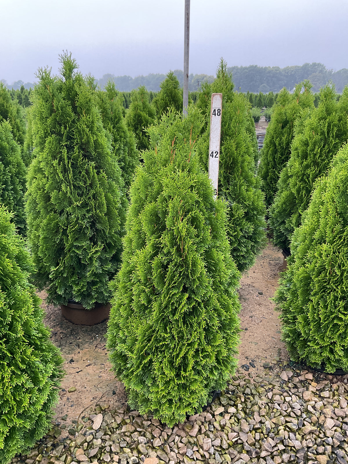 Thuja occidentalis 'Smaragd'