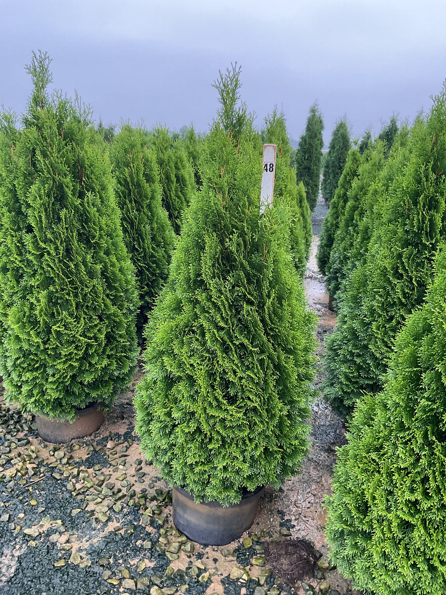 Thuja occidentalis 'Smaragd'
