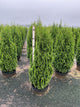 Thuja occidentalis 'Degroots Spire'