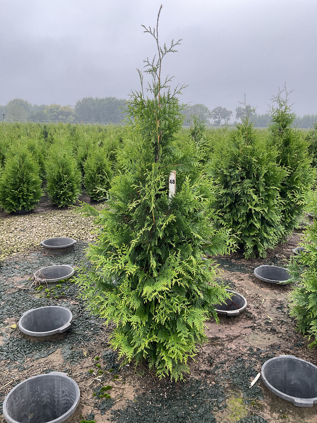 Thuja plicata 'Green Giant'