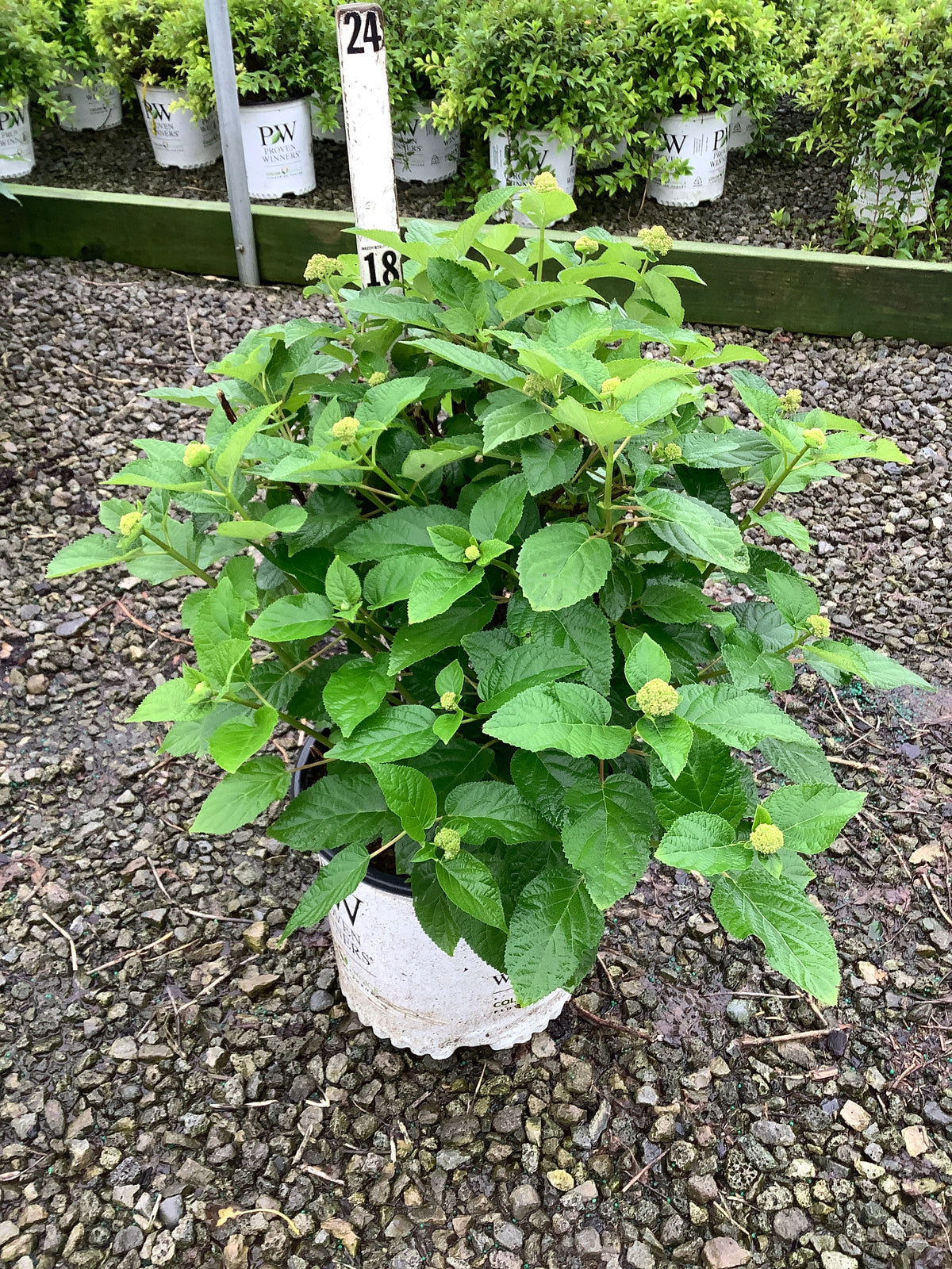 Hydrangea arborescens 'Invincble Sublime'