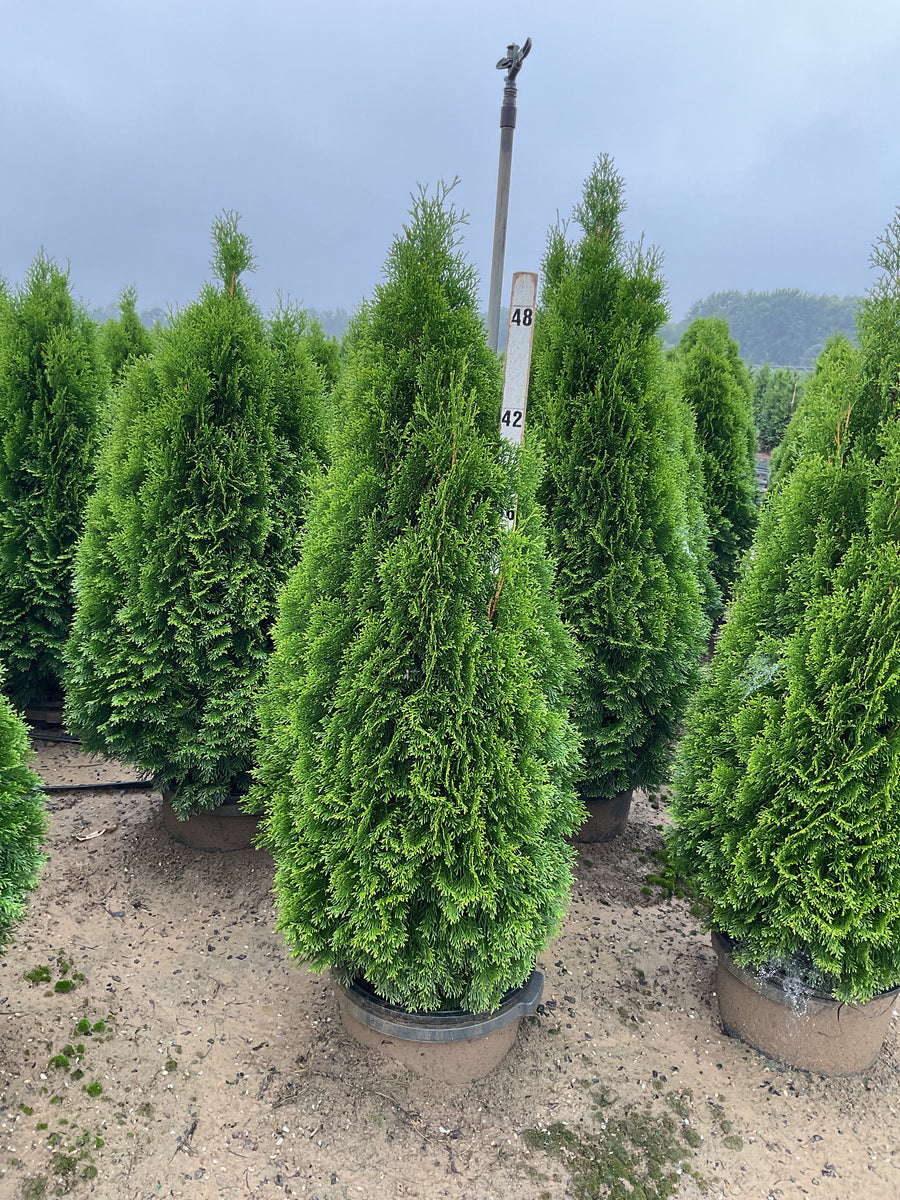 Thuja occidentalis 'Smaragd'