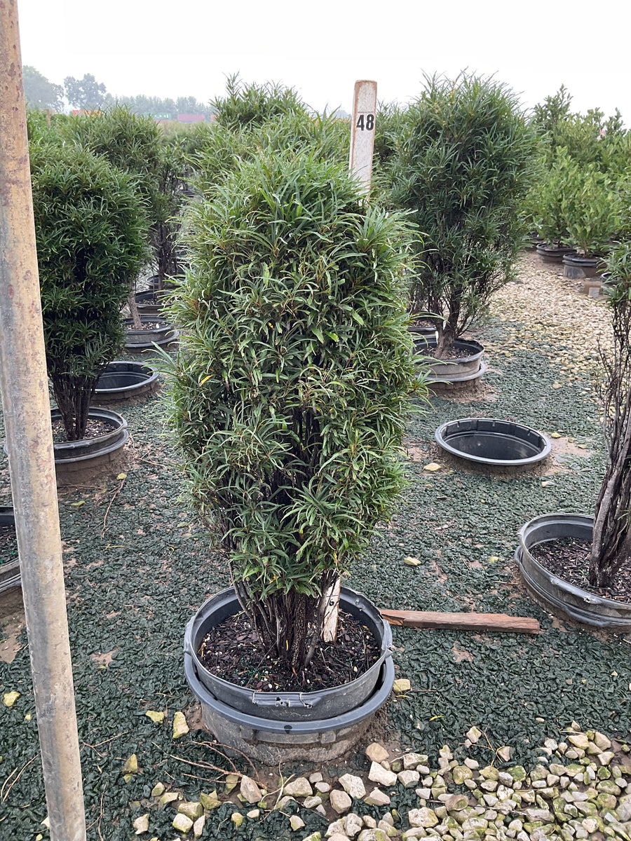 Rhamnus F 'Fine Line Imp'