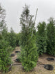 Thuja occidentalis 'Wintergreen'