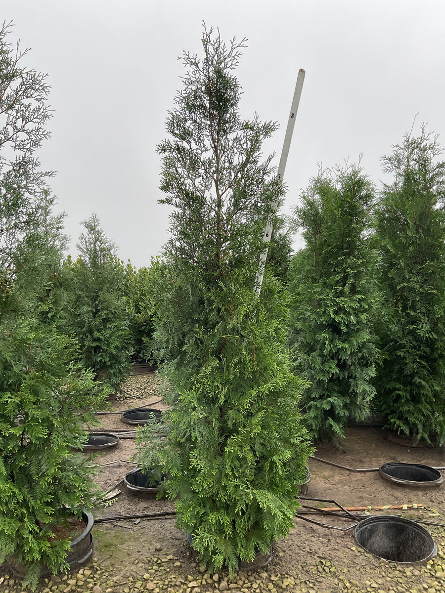Thuja occidentalis 'Wintergreen'