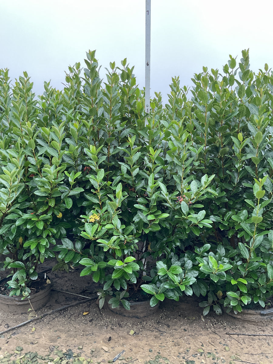 Viburnum nudum 'Winterthur'