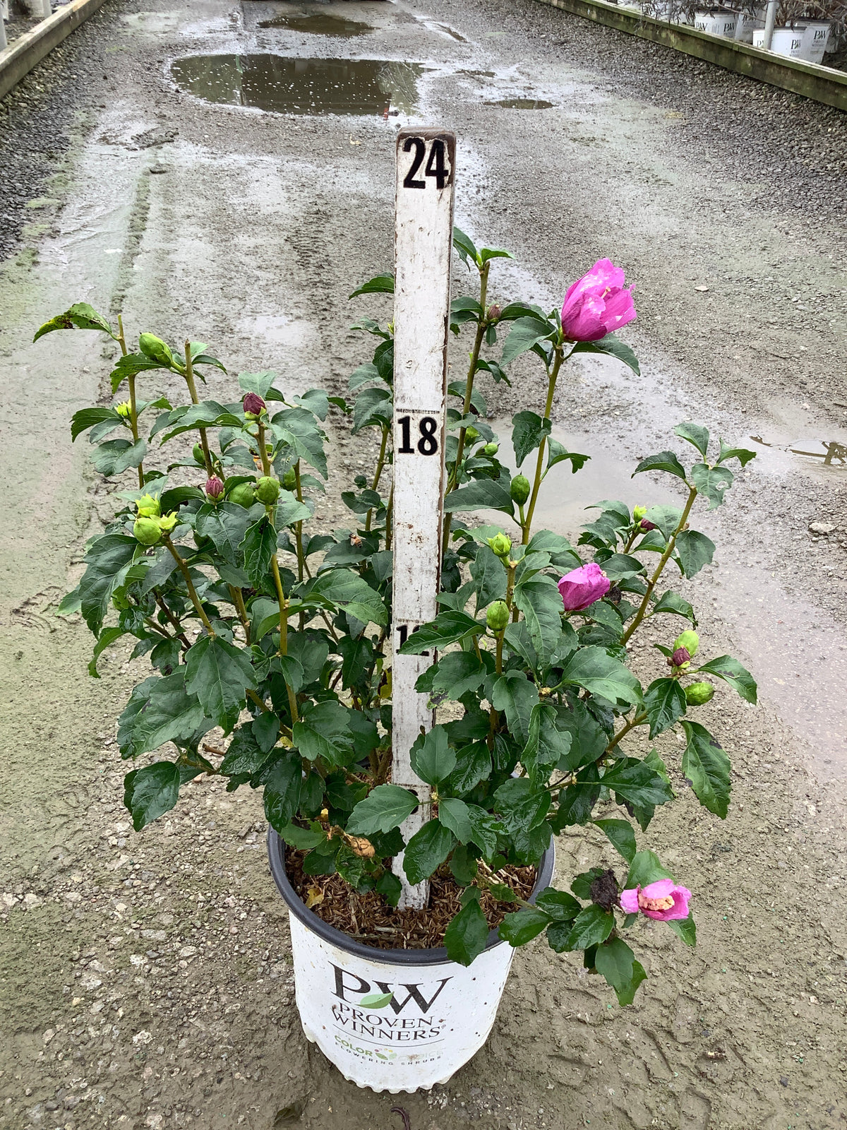 Hibiscus syriacus ‘SHIMRV24’