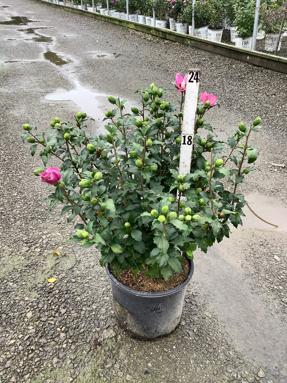 Hibiscus syriacus 'Lucy'