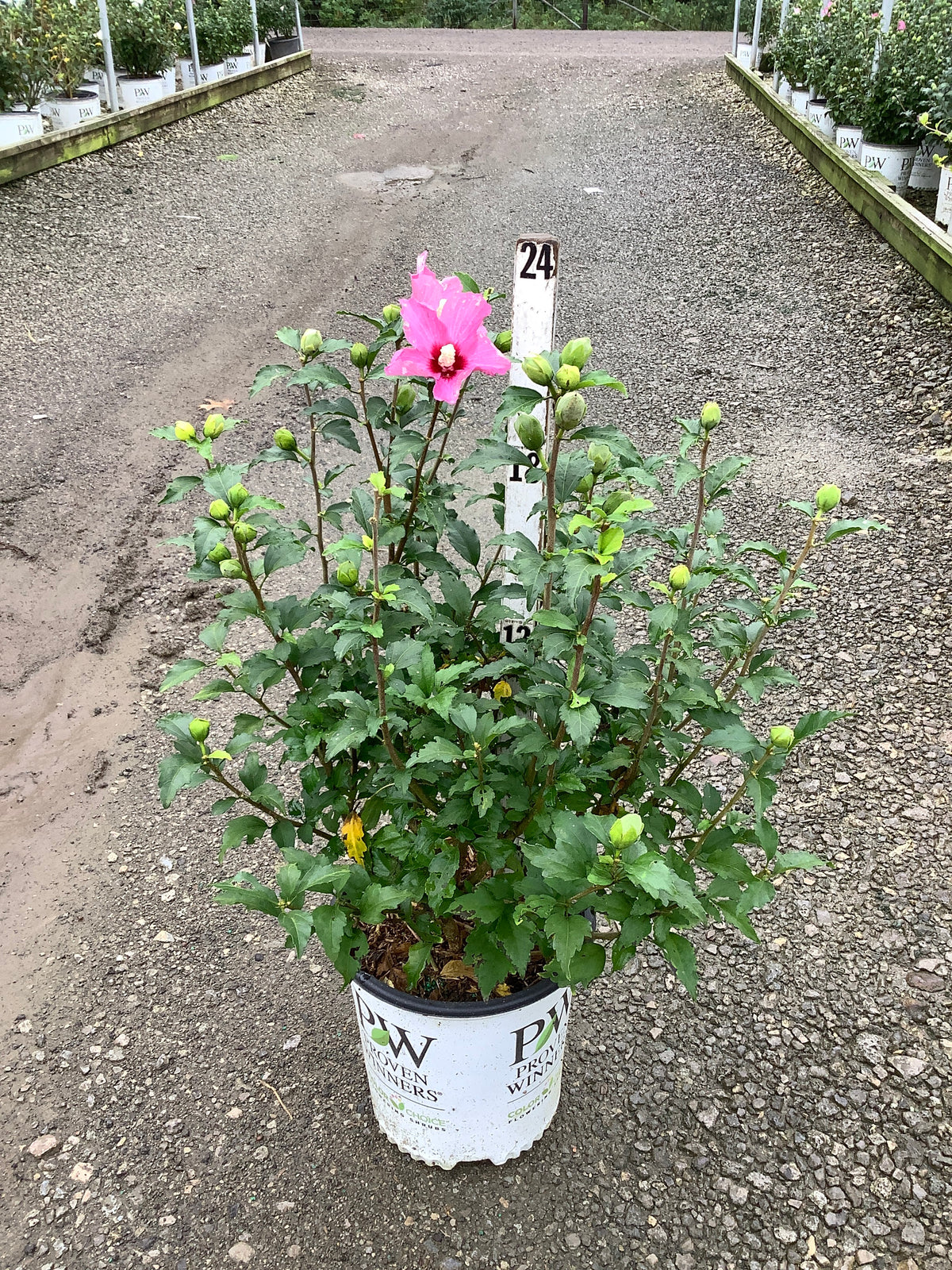Hibiscus syriacus 'Lil Kim Red'