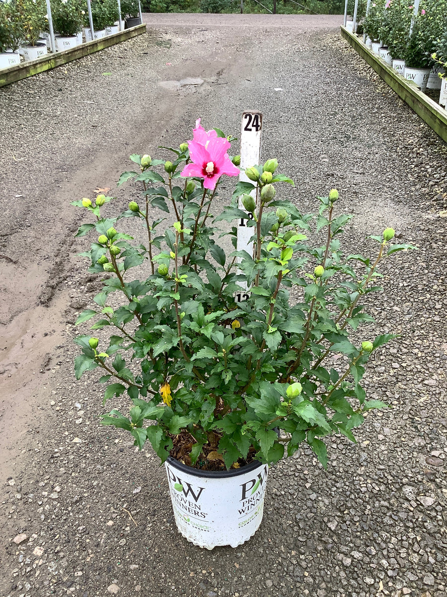 Hibiscus syriacus 'Lil Kim Red'