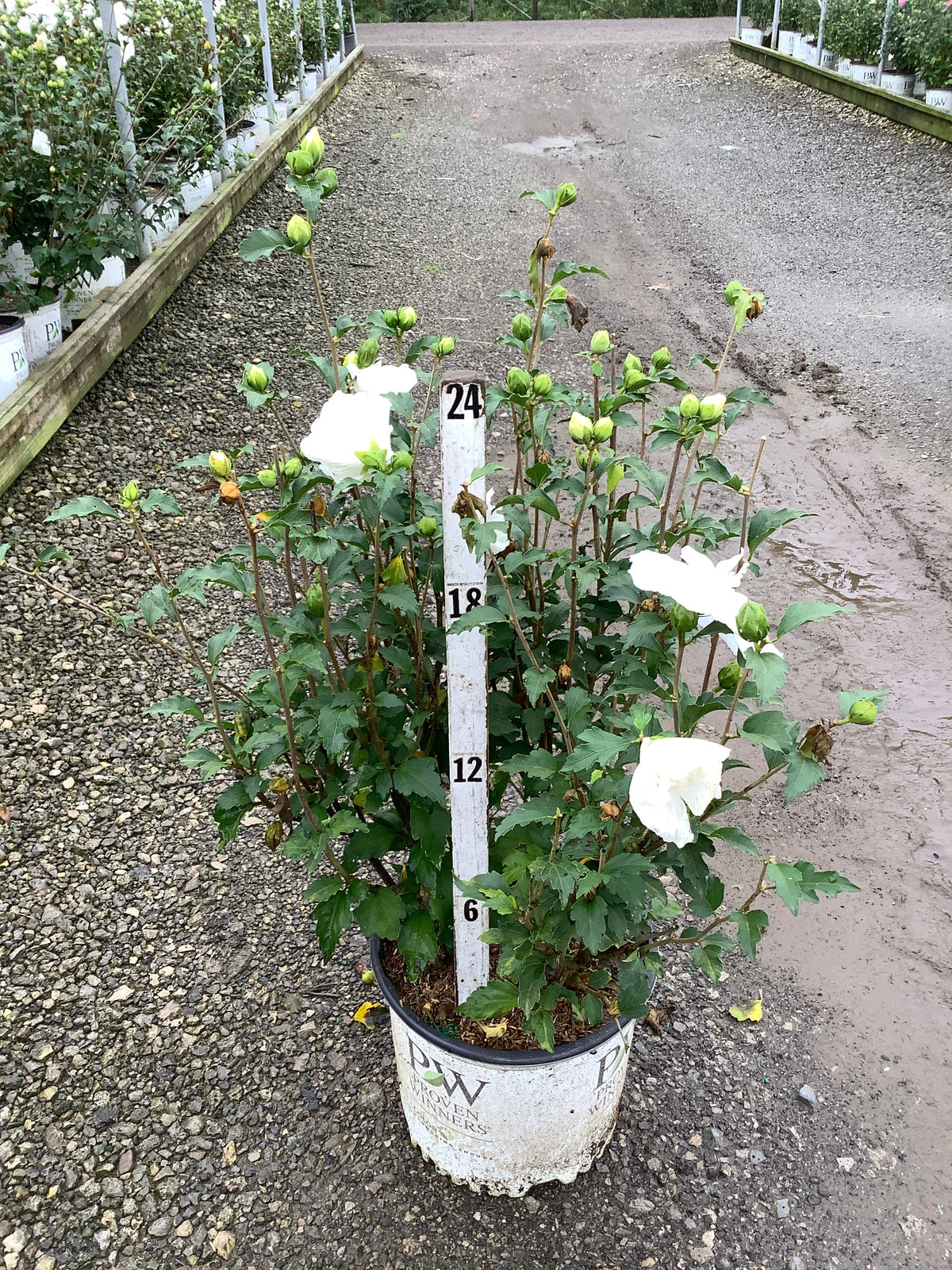 Hibiscus syriacus 'Notwoodtwo'