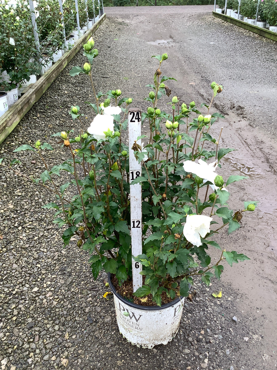 Hibiscus syriacus 'Notwoodtwo'
