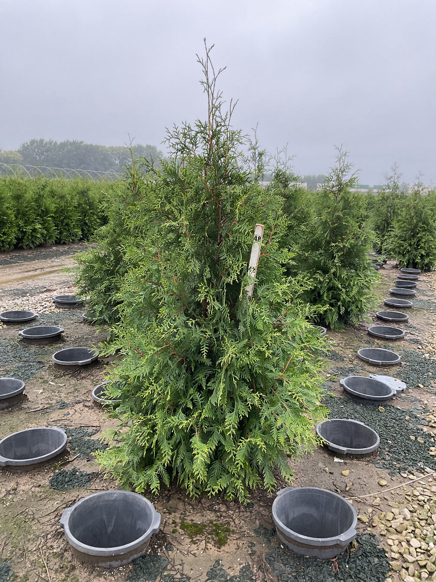Thuja plicata 'Green Giant'