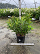 Weigela florida 'Red Prince'