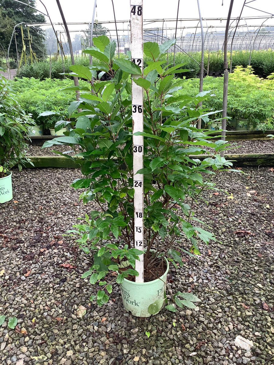 Cephalanthus magical 'Magical Moonlight'