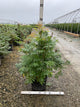 Sorbaria sorbifolia 'Sem'