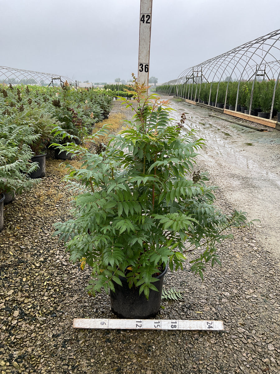 Sorbaria sorbifolia 'Sem' â€” G3 15