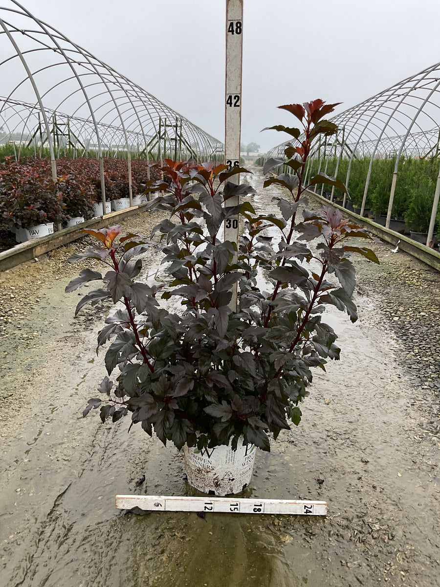 Physocarpus O 'Ginger Wine'