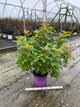 Physocarpus opulifolius 'Jefam'