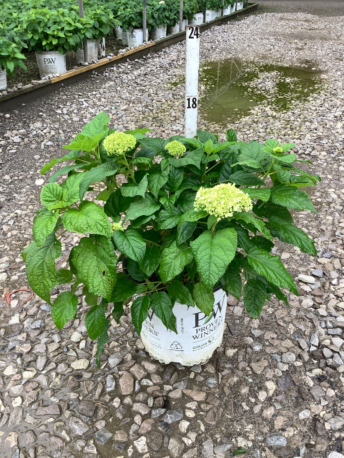 Hydrangea arborescens 'Abetwo'