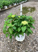 Hydrangea arborescens 'Abetwo'