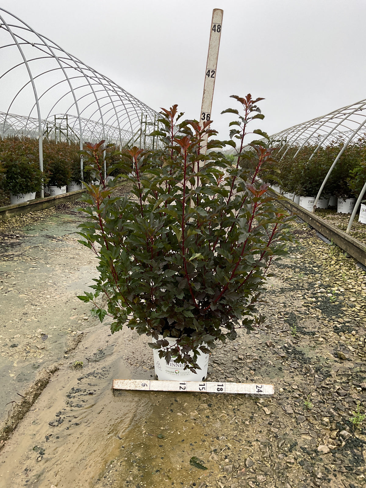 Physocarpus opulifolius 'Seward'