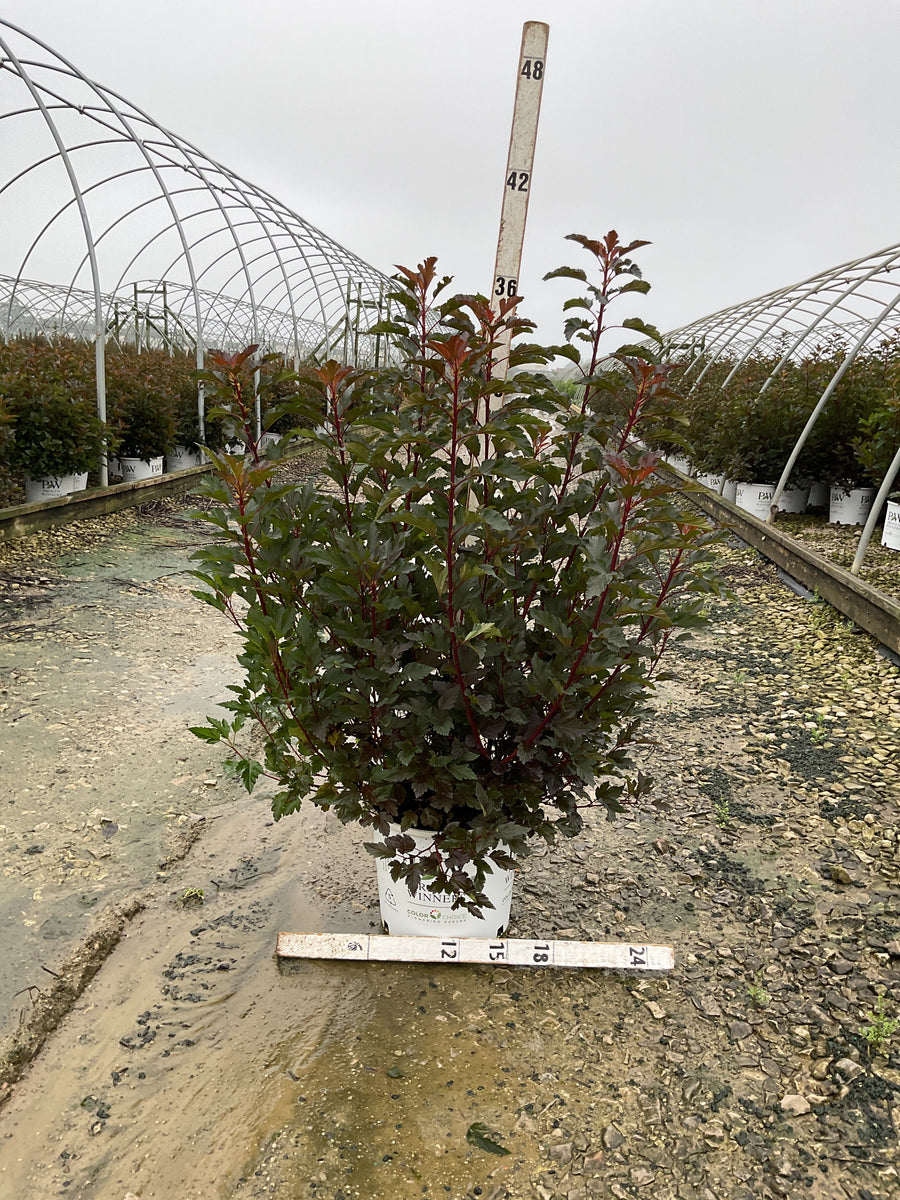 Physocarpus opulifolius 'Seward'