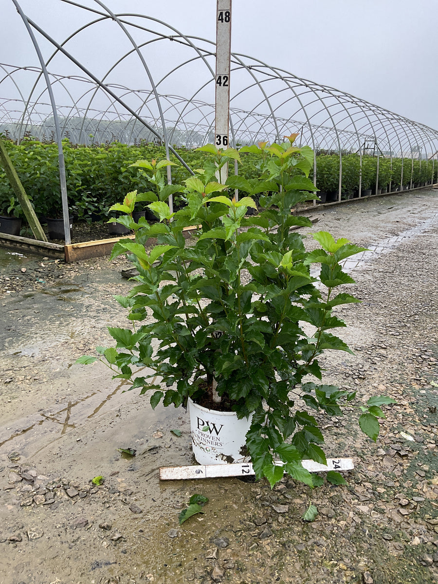 Viburnum dentatum 'Christom'