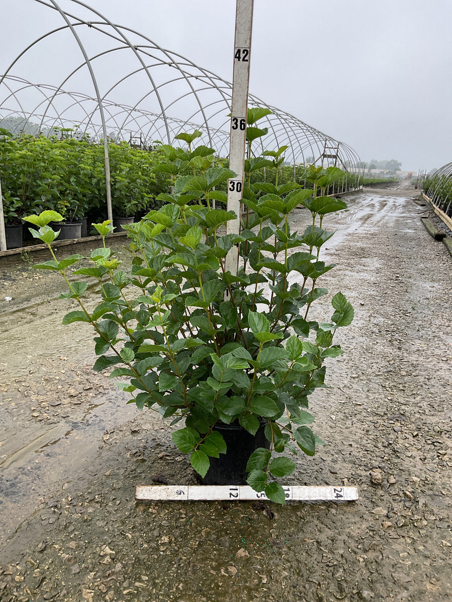 Viburnum dentatum 'Synnestvedt'